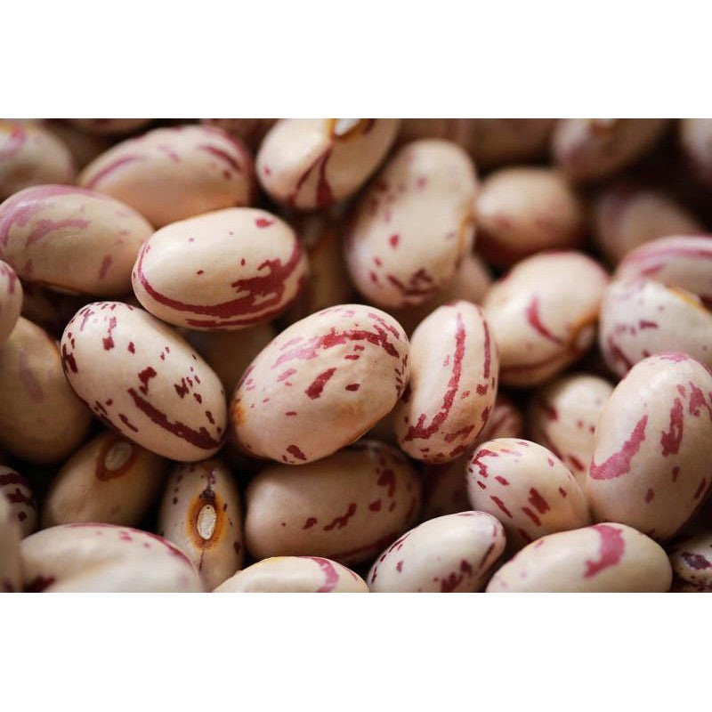 Rancho Gordo Cranberry Beans
