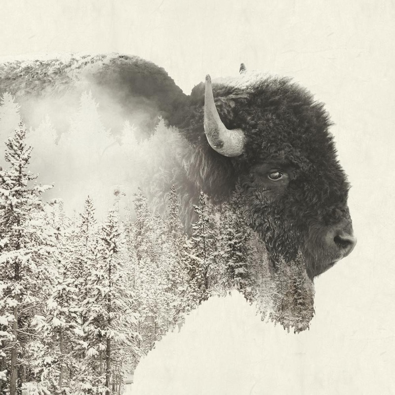 Paperproduct Designs Cocktail Napkins: Majestic Buffalo