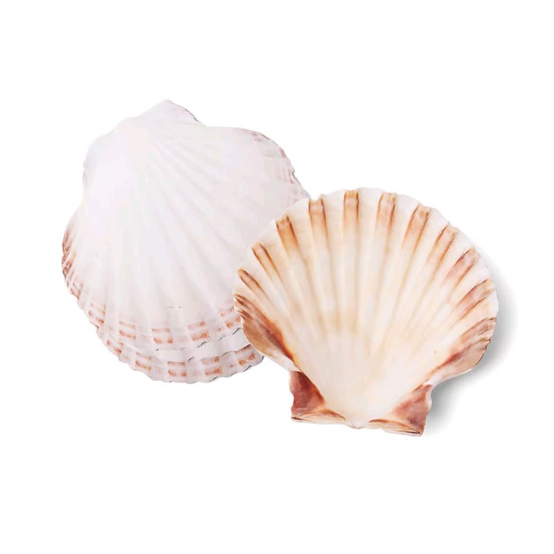 Foxrun 4" Natural Baking Seashells 4 pack 4771