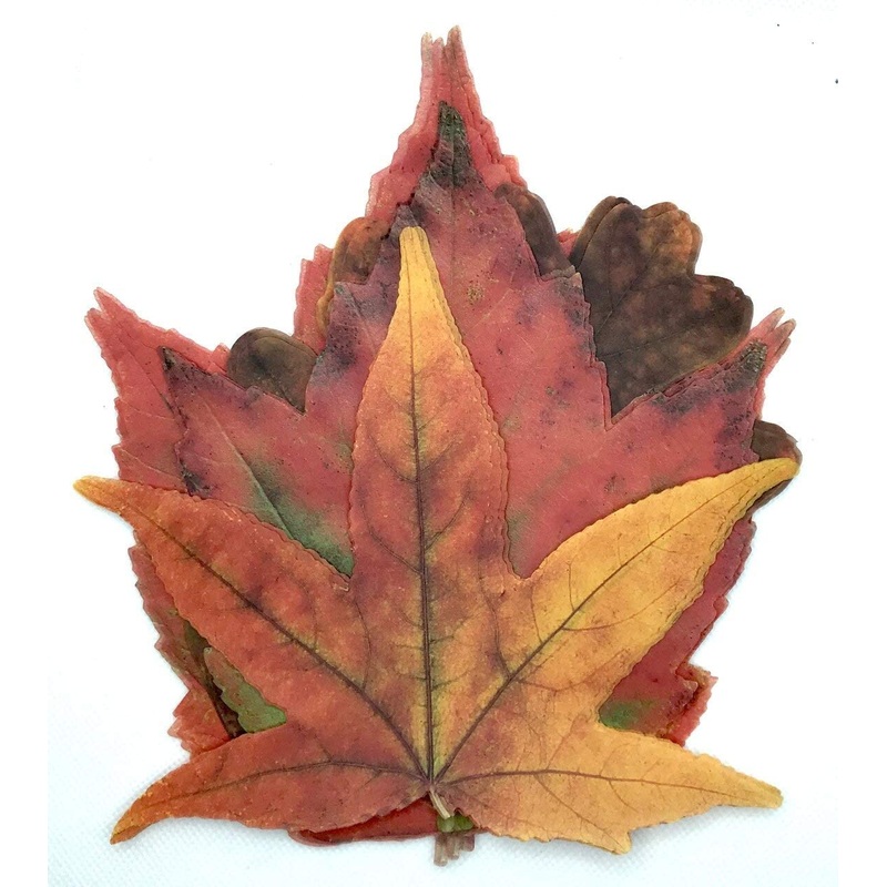 Parchment Fall Leaves